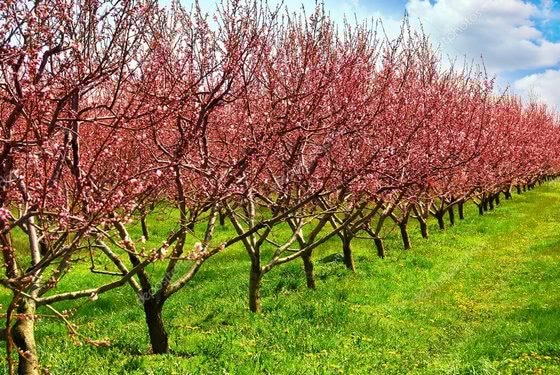 Biodegradable mulch films supported in revision of EU Fertilisers Regulation