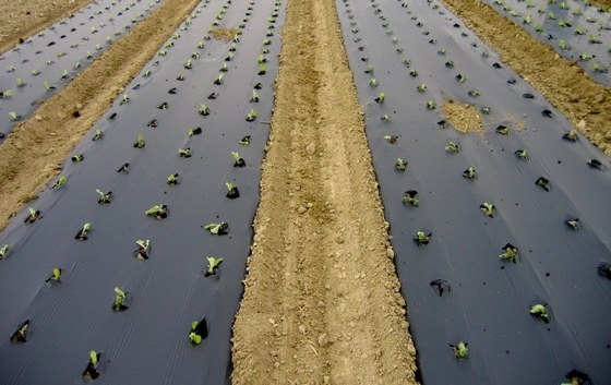 European Parliament supports use of biodegradable mulch films