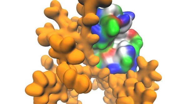 Scientists create multifunctional protein-polymer films