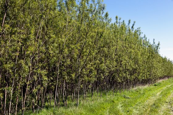  A new cash flow to local farmers