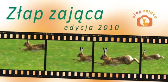 Chemicy łapią zająca