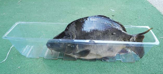 Karp w opakowaniu PET