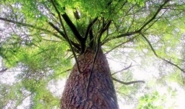 Green Paper on packaging and sustainability