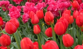 New packagings will protect flowers