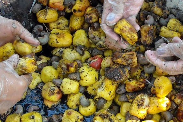 Good results of testing bio-based plasticizer for PVC