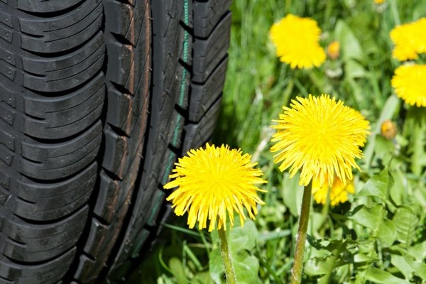 Russian Dandelions as a source of natural rubber for Sumitomo