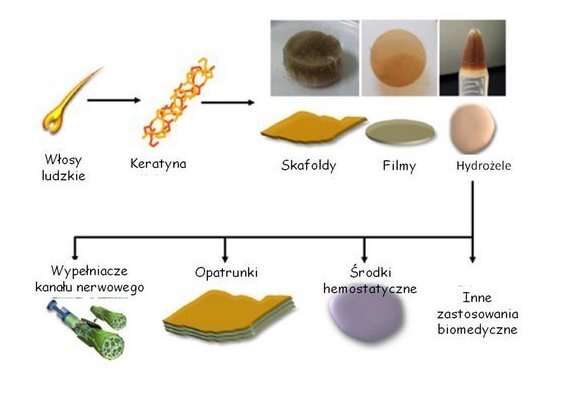 Zastosowanie biomateriałów na bazie keratyny wyizolowanej z włosów ludzkich