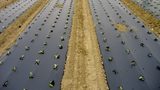 European Parliament supports use of biodegradable mulch films