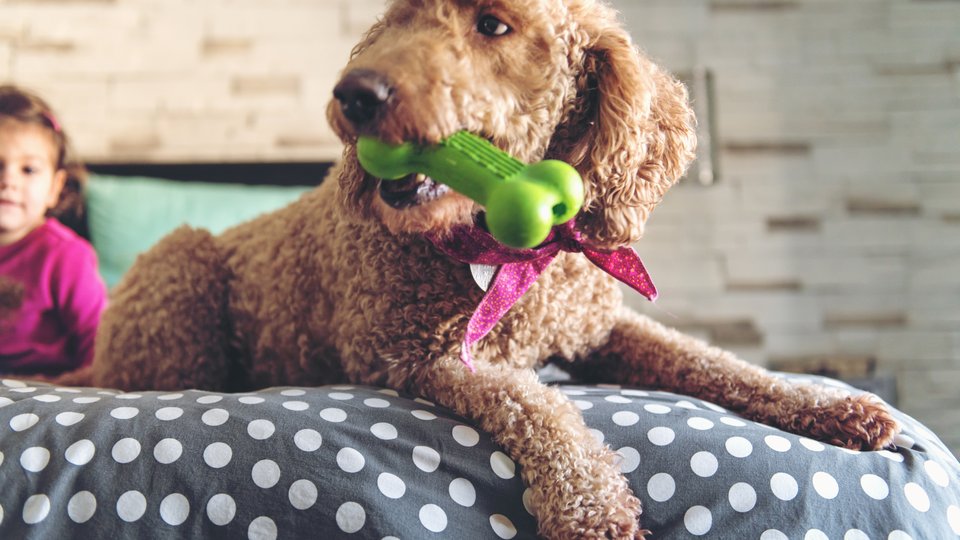 Thermolast K for aesthetic and overmolded dog toy