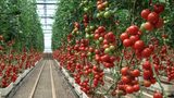 Novel Tinuvin NOR light and heat stabilizer for high end agricultural plastics 