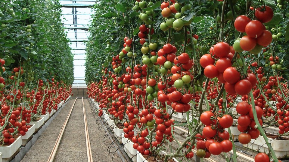 Novel Tinuvin NOR light and heat stabilizer for high end agricultural plastics 