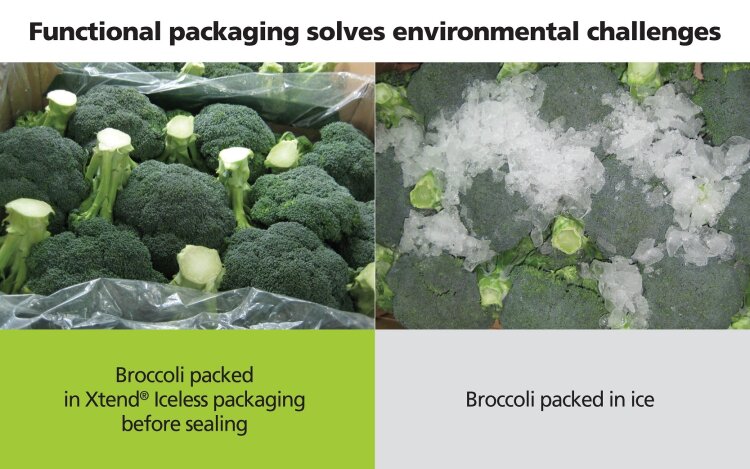 broccoli-packed-in-stepac-xtend-vs-ice-packed-brocolli