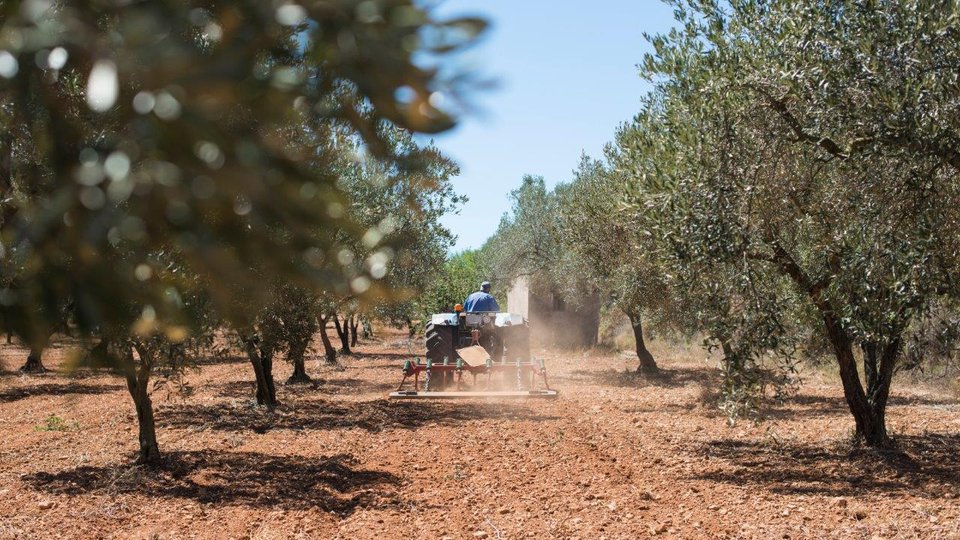 Grupa Ciech realizuje strategię globalnego rozwoju biznesu AGRO 
