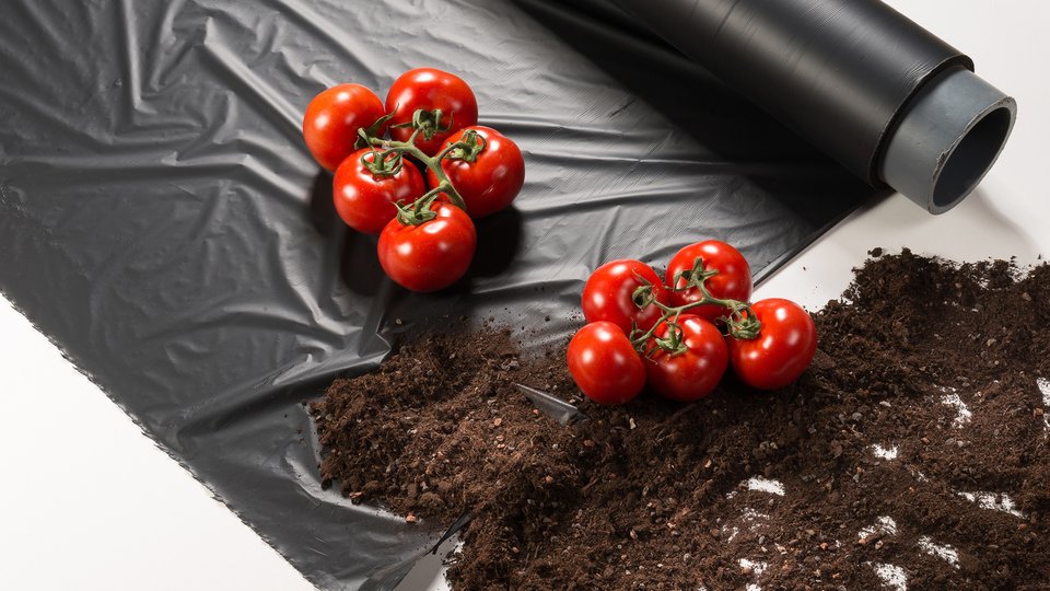 Better soil, higher yield and more taste for tomatoes