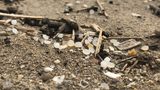 Program Operation Clean Sweep integralną częścią strategii PlasticsEurope