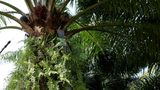 Postępy BASF w realizacji ''Zobowiązania palmowego 2020''