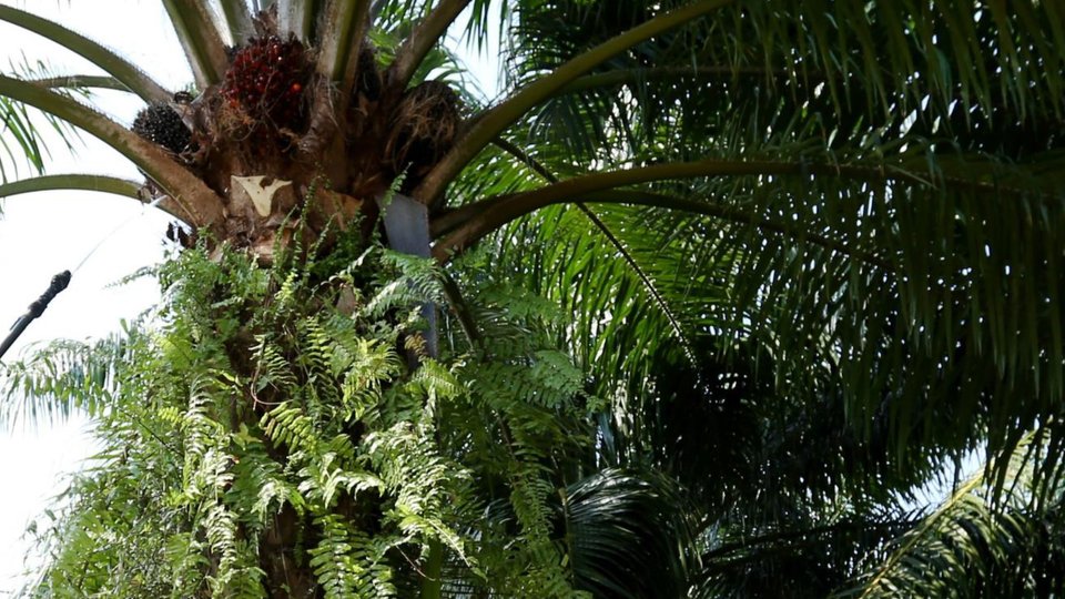 Postępy BASF w realizacji ''Zobowiązania palmowego 2020''