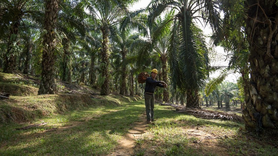 BASF rozszerza portfolio surfaktantów certyfikowanych przez RSPO