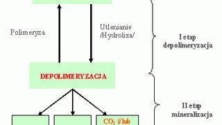 D2W - ekologiczne opakowa