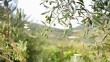 Oliwa project to repurpose olive waste into packaging and biogas