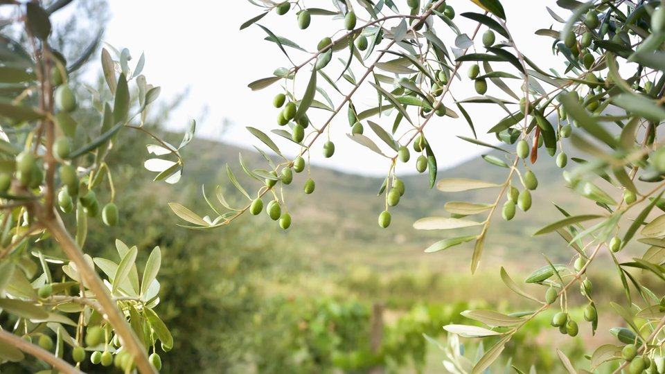 Oliwa project to repurpose olive waste into packaging and biogas