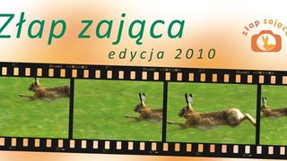 Chemicy łapią zająca
