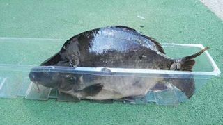 Karp w opakowaniu PET