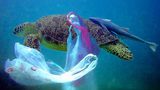 Oceany Wolne od Zanieczyszczeń, czyli duży projekt EuPC
