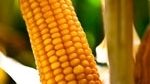 BIOPOL: projekt na rzecz 