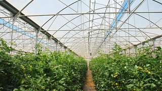 Agricultural films 