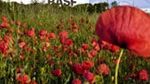 BASF increases prices