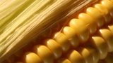 NatureWorks will offer new high performance Ingeo resins