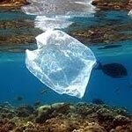 Waste Free Oceans
