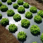 New plastic for biodegradable mulch film