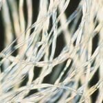 DSM to launch new line of bio-based materials