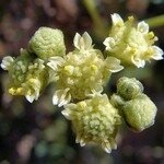 Kauczuk naturalny może być zastępowany