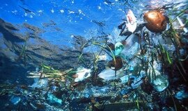 Odpady tworzyw sztucznych niszczą morskie życie