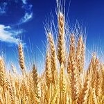Nowe biotworzywo dla opakowalnictwa