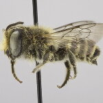 Pszczoły budują gniazda z tworzyw sztucznych